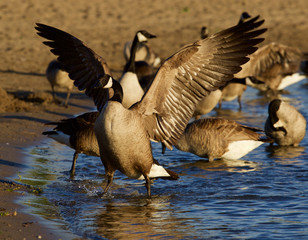 Beautiful Canada goose shows his strong wings