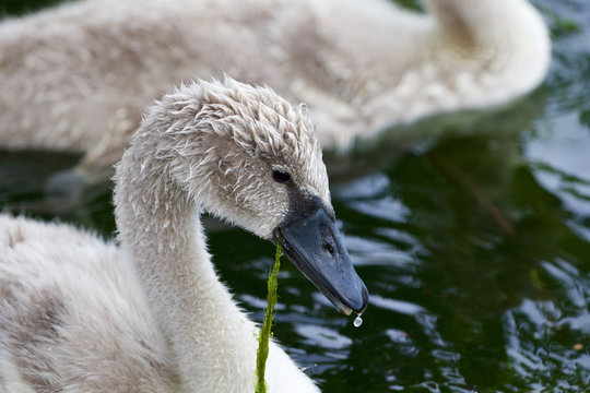 Beautiful young swan is eating the algae
