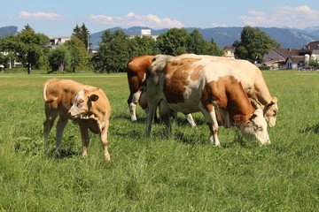 Fototapeta na wymiar Cows are grazing on green meadow in Hard, Vorarlberg, Austria.