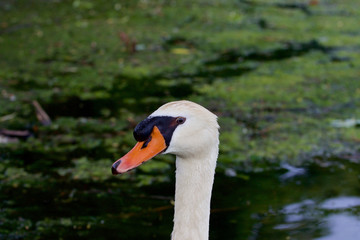 The close-up of the swan