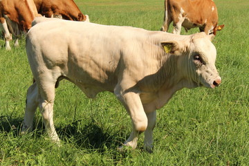 A male calf is grazing on green meadow in Hard, Vorarlberg, Austria.