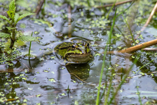 Frosch im Teich mit Wasserpflanzen - Frog in the pond with water plants.