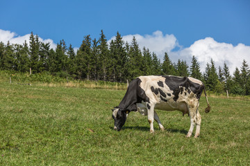 vache