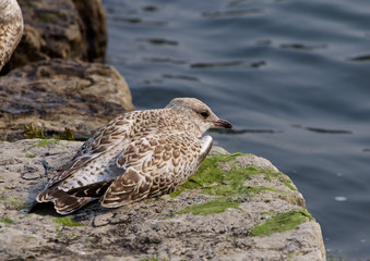 The gull is sleeping on the rock shore