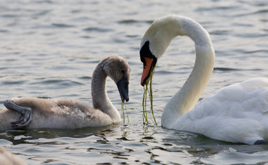 Obraz premium The young swan and his mother are eating together