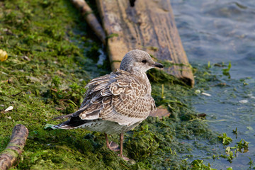 The close-up of the lesser black-backed gull