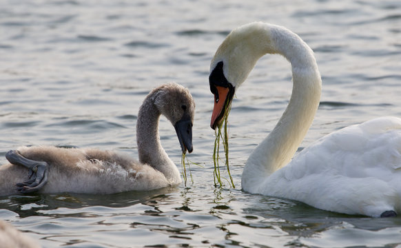 The young swan and his mother are eating together