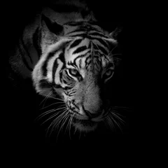 Fototapete Tiger Schwarz-Weiß-Nahaufnahme Gesicht Tiger auf schwarzem Hintergrund isoliert