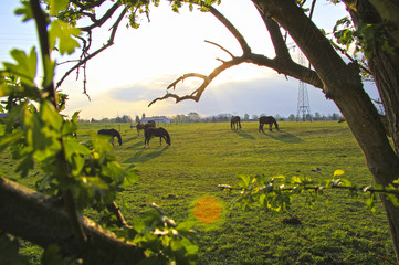 Pferde Sonnenaufgang