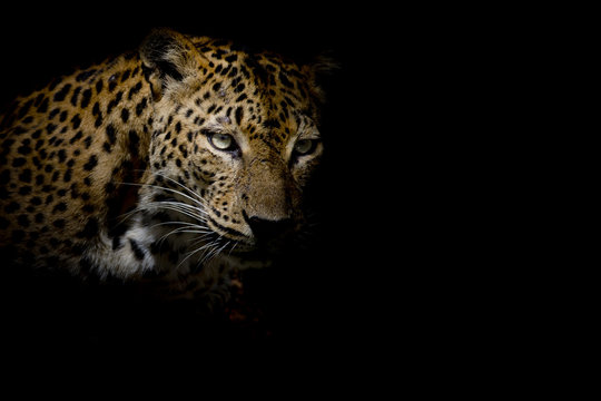 Leopard portrait isolate on black background