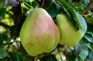 Two ripe pears on the branch in the garden