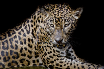 Fototapeta na wymiar Leopard portrait isolate on black background