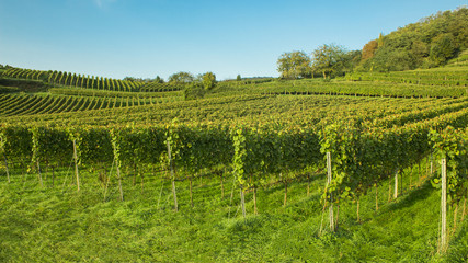 Fototapeta na wymiar vineyard southern germany, mountain road, heppenheim, bensheim