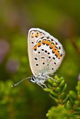 copper-butterfly on blurred background