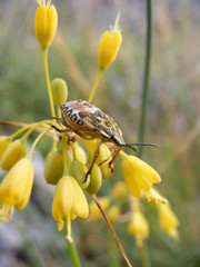 Cimice (Carpocoris pudicus) su fiore