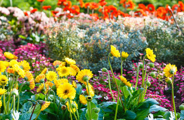 Obraz premium Pot Marigold yellow or Calendula in spring.