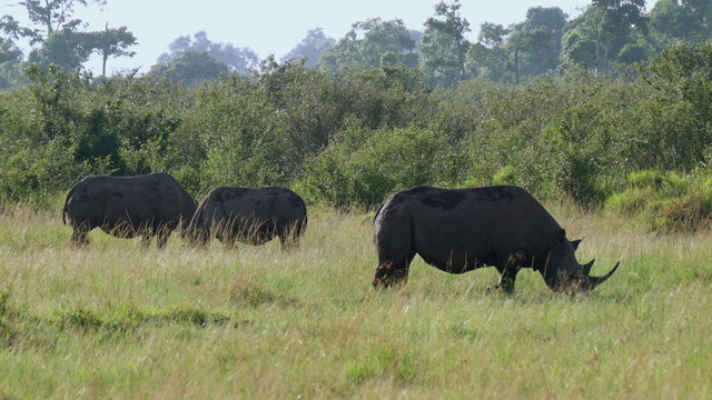 Rhinos pasturing in savanna safari static camera view. Africa. Kenya. Travel tourism adventure in wild animal nature.