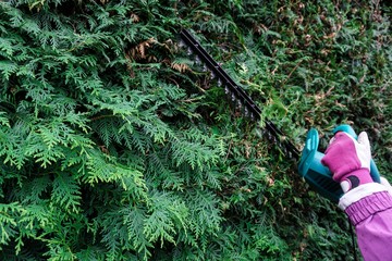 Hecke schneiden