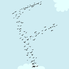 Bird Formation In F