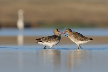 Conflict of Black-tailed Godwits