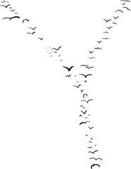 Bird Formation In Y