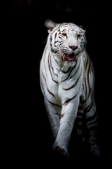 White tiger walking isolated on black background