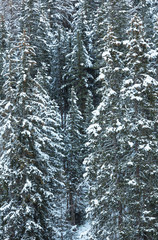 Snowy fir forest.
