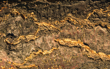 Cracked bark of old tree. Backgrounds and textures