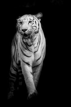 Fototapeta White tiger walking isolated on black background