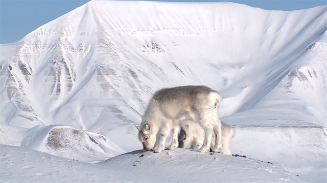 Little fluffy reindeer looking for food in the snow against the backdrop of the northern mountains. Longyearbyen, Svalbard.