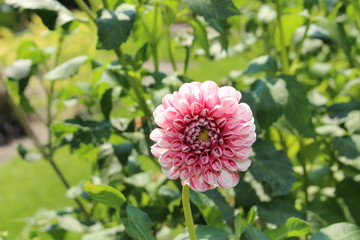 White and pink hybrid "Dahlia" flower in Innsbruck, Austria. Dahlias are native to Mexico and declared the national flower of Mexico in 1963.