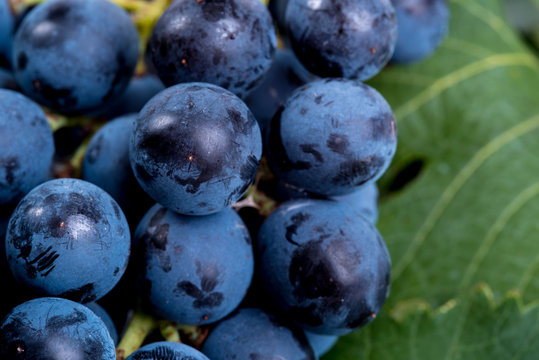 Grappolo d&rsquo;uva nera isolato su sfondo bianco