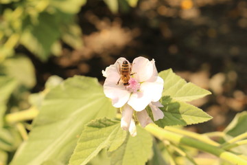 White "Common Marshmallow" flower with honey bee in Innsbruck, Austria. Its scientific name is Althaea Officinalis, native to Africa. 