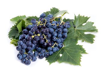 Grappolo d’uva nera isolato su sfondo bianco