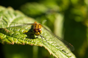 Libelle