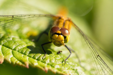 Libelle