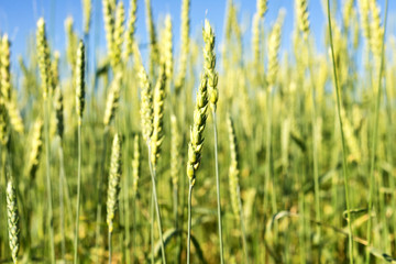Obraz premium wheat field