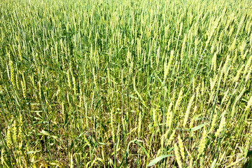 green wheat