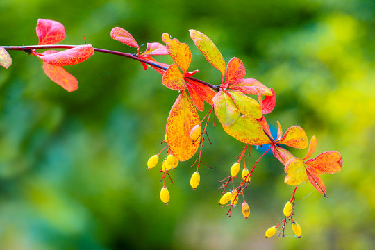 Berberys koreański /Berberis koreana Palib.