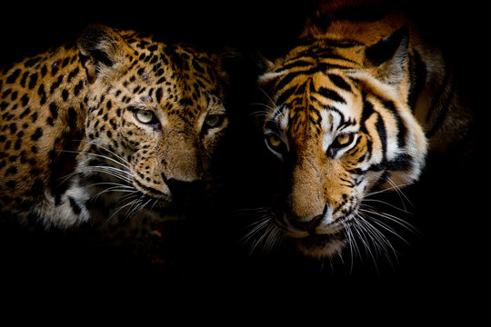 Fototapeta Leopard with blue eyes & Tiger isolate black background