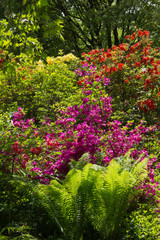 Gartenparadies mit Rhododendron und Farn