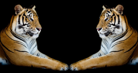 Twin beautiful tiger face to face isolated on black background