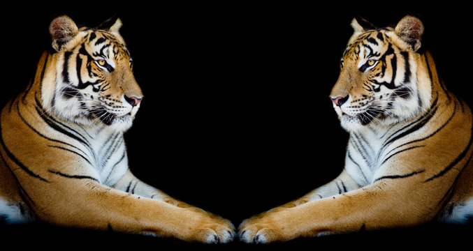 Twin beautiful tiger face to face isolated on black background