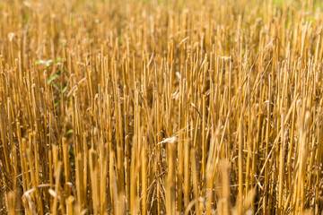 Stubble harvested wheat field