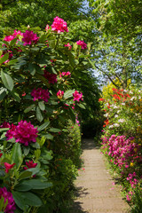 Fototapeta na wymiar blühende Rhododendren und Azaleen im Park