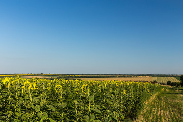 Blooming sunflowers