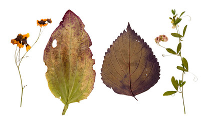 Set of wild dry pressed flowers and leaves