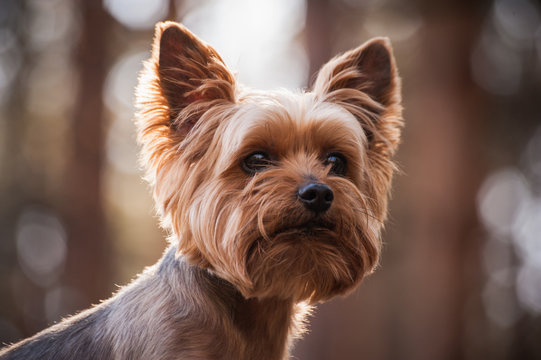 close up Portrait of Yorkshire Terrier dog