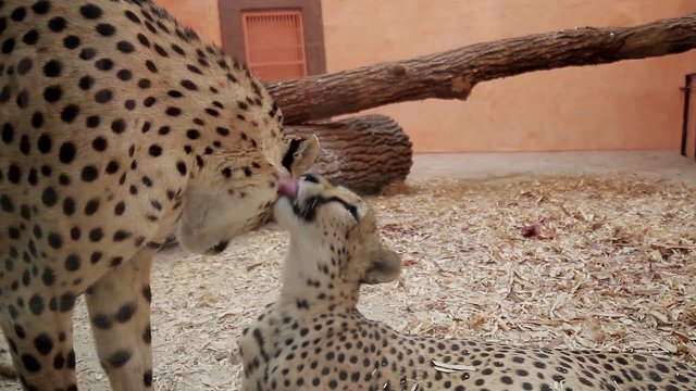Two cheetah kiss. Cheetahs licking each other.