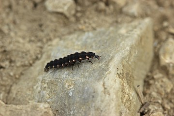 Larve des Großen Leuchtkäfers (Lampyris noctiluca) 